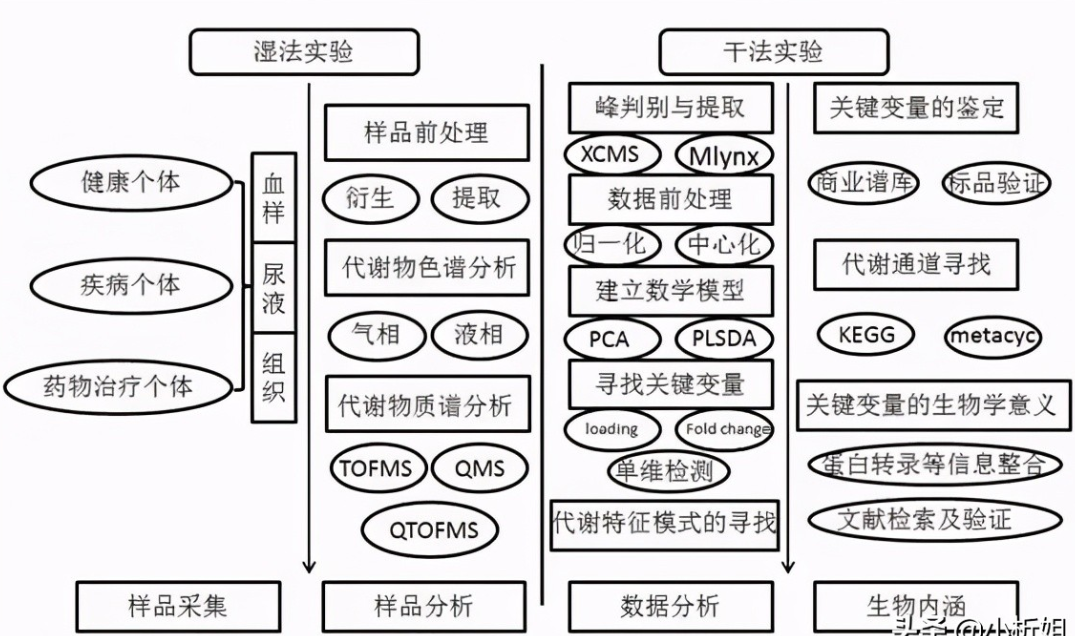 代谢组学中常见的分析方法-第三方检测机构-铄思百检测