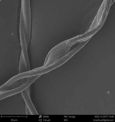 棉花在扫描电镜下是什么形态